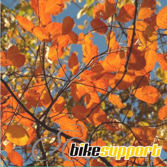 El otoño en bicicleta